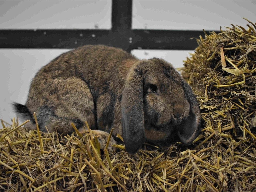 Duitse en Vlaamse reus | Lotharinger | Grote konijnen, Dieren en Toebehoren, Meerdere dieren, Groot, 0 tot 2 jaar