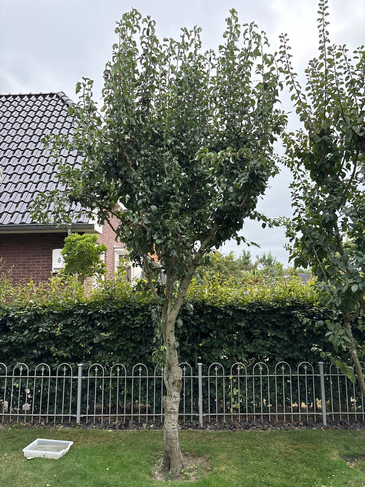 Perenboom van 250-400 cm met vruchten, Ophalen, Lente, Volle zon, Perenboom