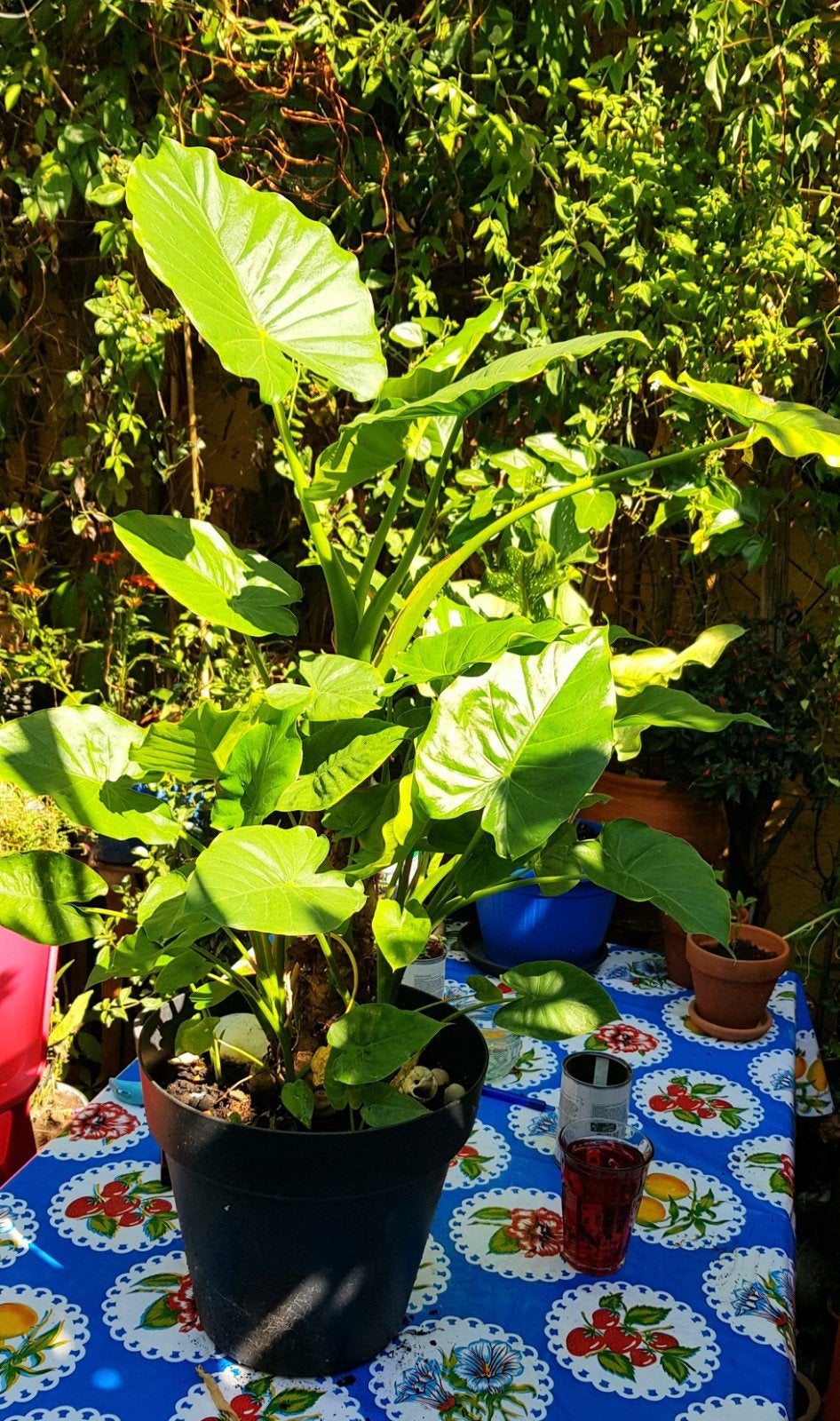 Alocasia Macrorrihza, Ophalen, Overige soorten, Minder dan 100 cm