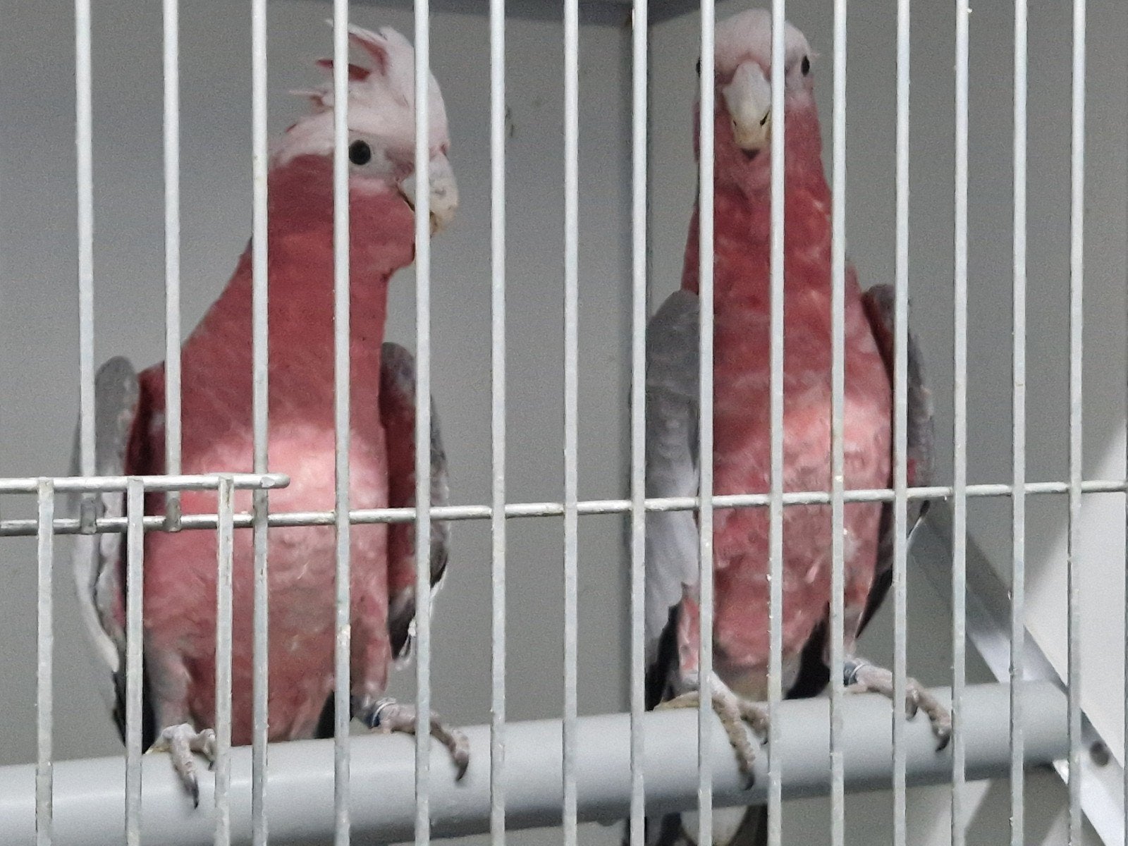 koppel rose kaketoes, Meerdere dieren, Papegaai