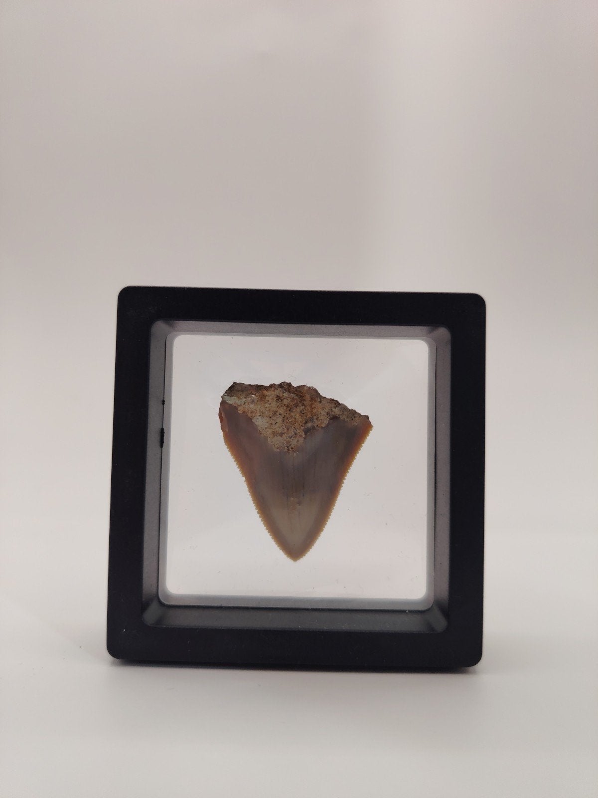 Authentieke Megalodon tand in display box, Verzamelen, Mineralen en Fossielen, Ophalen of Verzenden, Fossiel