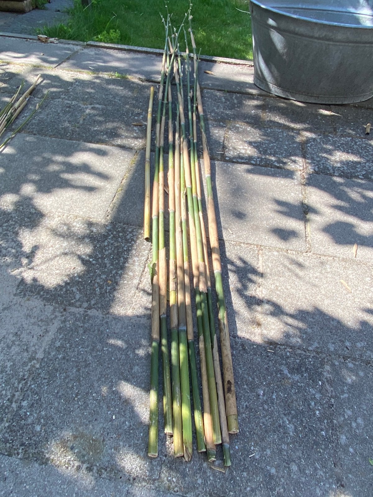 Lange dikke bamboestokken, Ophalen, Zo goed als nieuw, 250 cm of meer, Palen