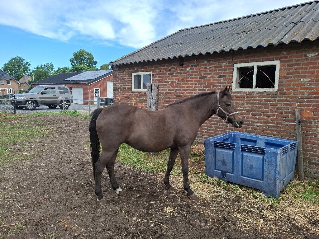 d pony, Dieren en Toebehoren, Pony's, Merrie, Met stamboom, 11 jaar of ouder, Recreatiepony