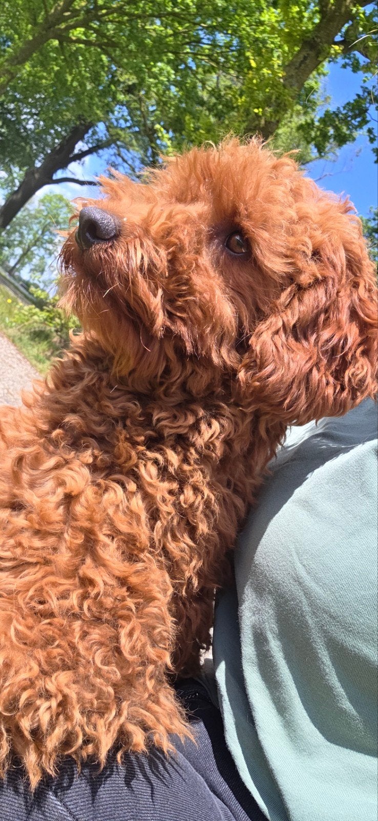 Cockapoo dekreu, niet te koop !, Parvo, 1 tot 2 jaar, Eén hond, Nederland