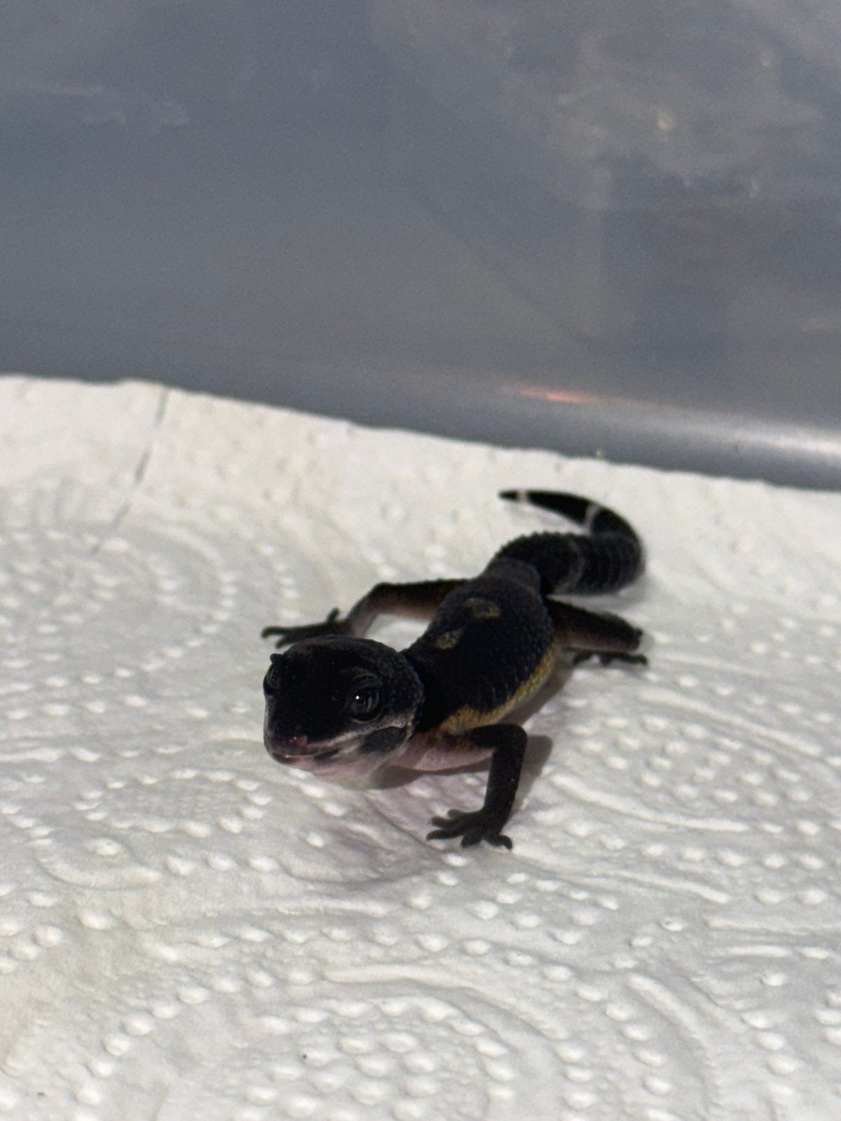 Black night luipaardgekko vrouw, Hagedis, 0 tot 2 jaar