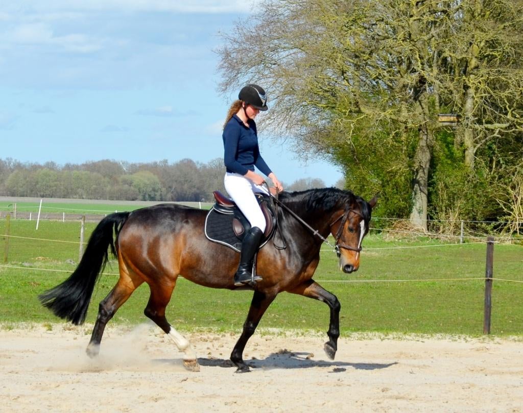 Talentvolle eerlijke KWPN merrie, Dieren en Toebehoren, Paarden, Merrie, Springpaard, Met stamboom, 11 jaar of ouder