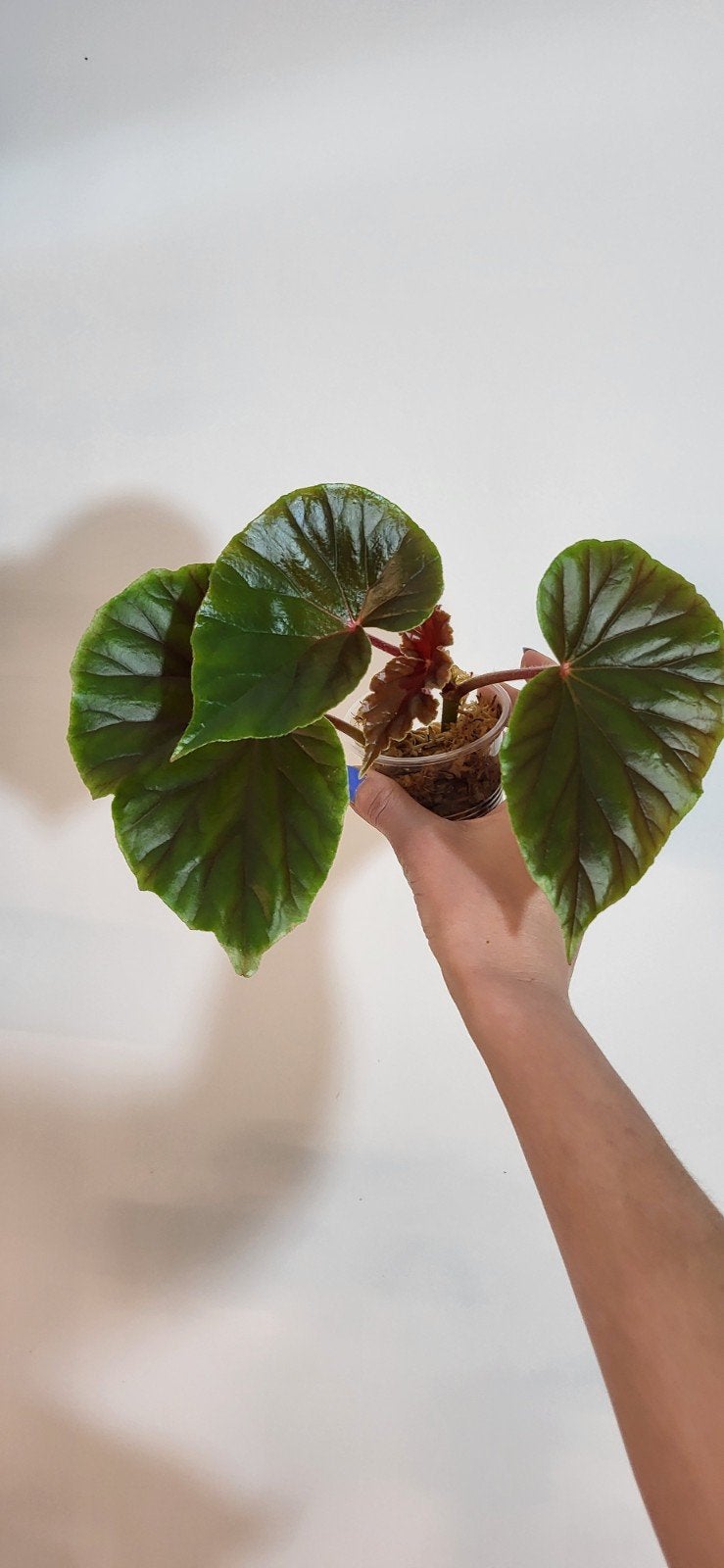 Begonia thurstonii, Huis en Inrichting, Kamerplanten, Ophalen of Verzenden, Halfschaduw, Minder dan 100 cm