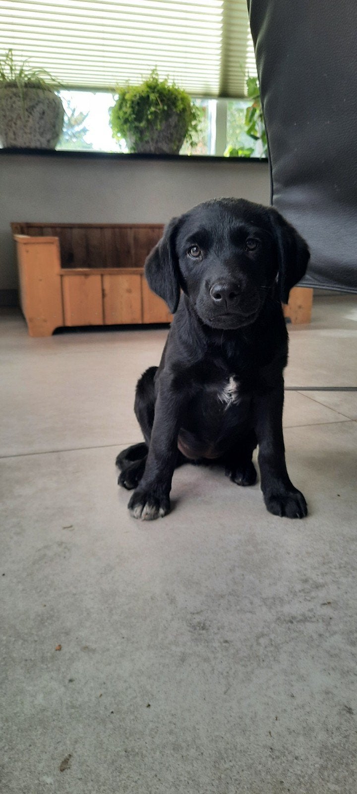 labrador x friese stabij kruising, Dieren en Toebehoren, 8 tot 15 weken, Parvo, Meerdere, Meerdere dieren