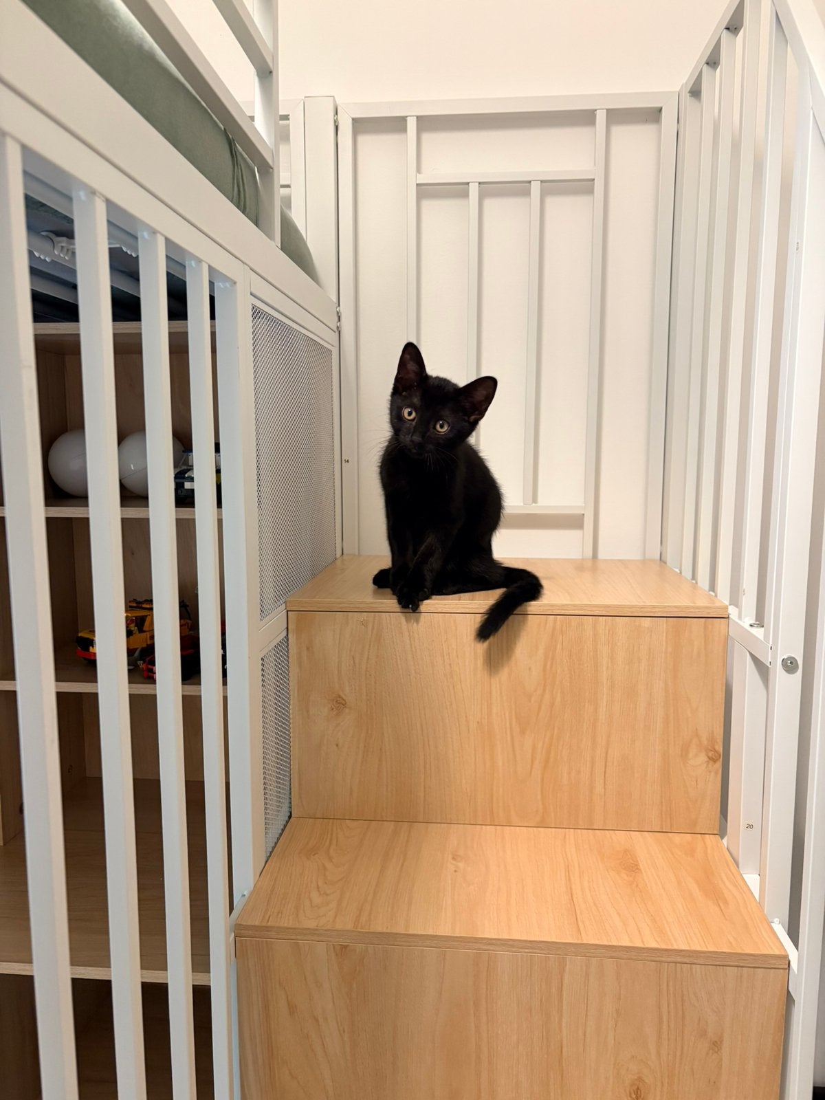 Kitten gratis, Dieren en Toebehoren, Poes