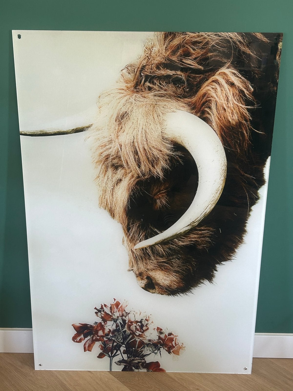 Schotse hooglander op plexiglas, Ophalen, Zo goed als nieuw, Minder dan 50 cm, Schilderij