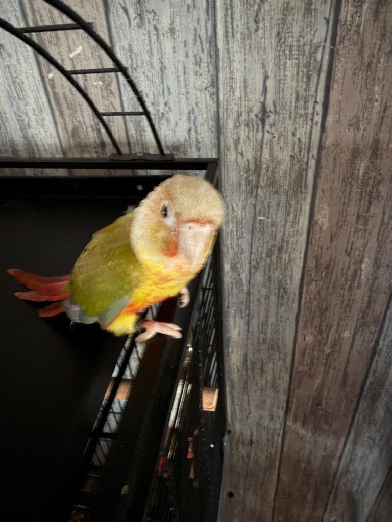 pyrrhura molinea, Geslacht onbekend, Parkiet, Geringd