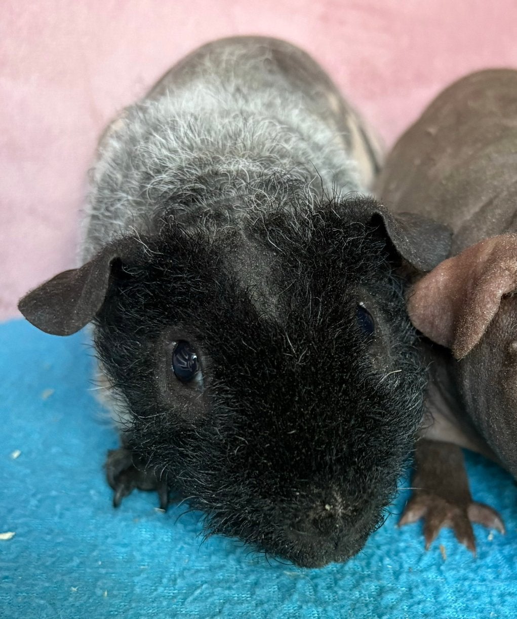 1 knap skinny cavia beertje, Cavia, Mannelijk, Juli, Tam