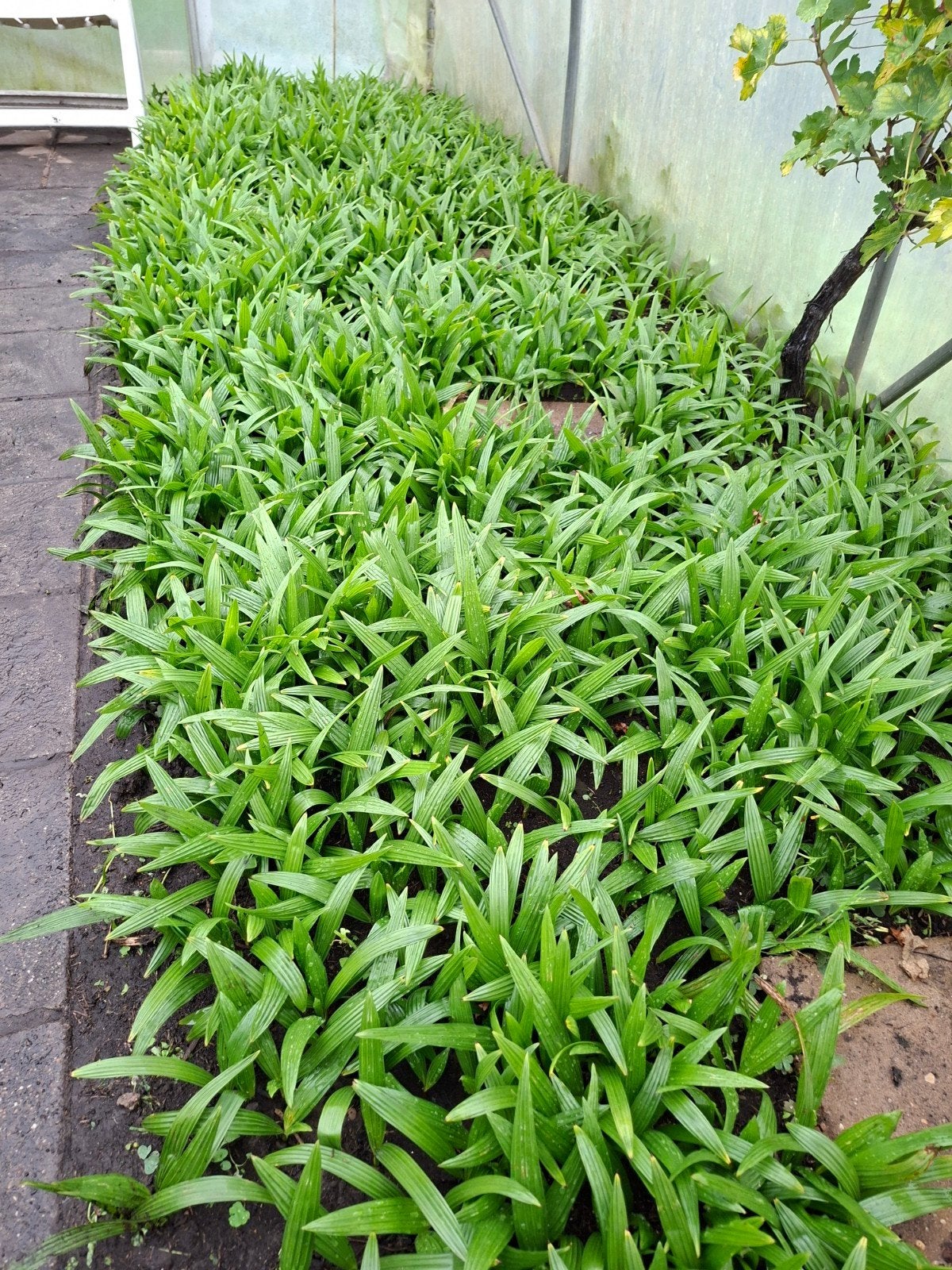 Palmboom Trachycarpus fortunei, Ophalen, Overige soorten, Struik, Minder dan 100 cm