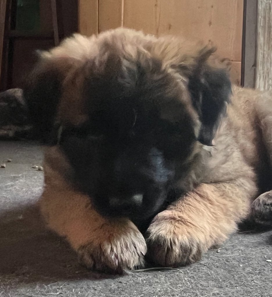 Puppy mix herder, Dieren en Toebehoren, Parvo, 8 tot 15 weken, Teef, Eén hond