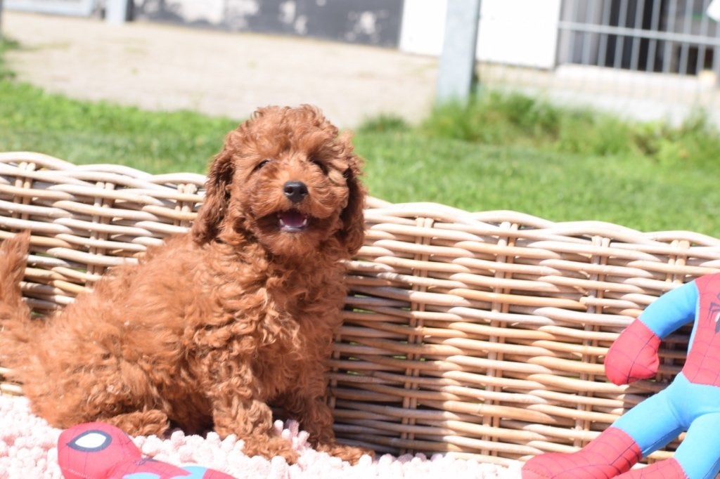 Poedel pups mooi klein blijvend, Dieren en Toebehoren, Honden | Chihuahua's en Gezelschapshonden, Poedel, België, 8 tot 15 weken