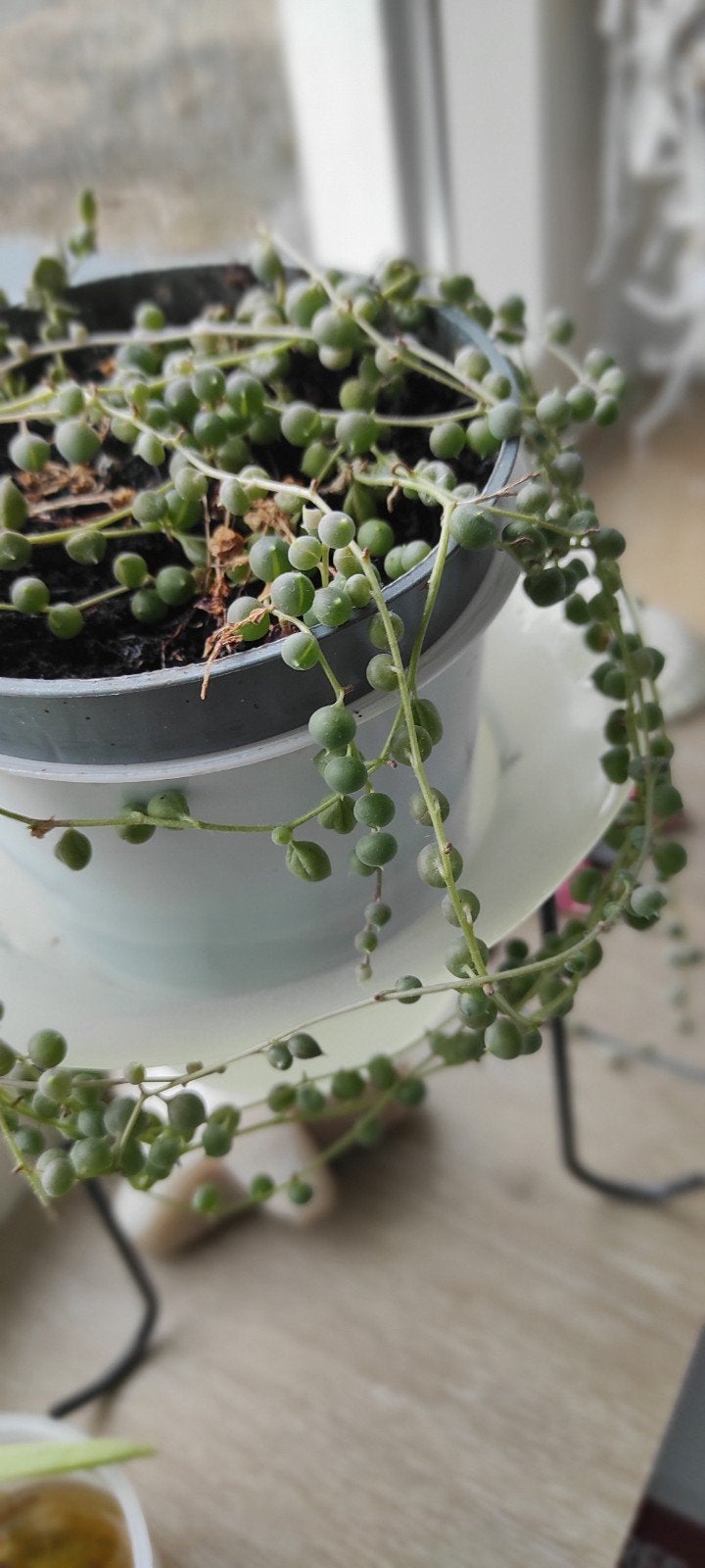 Erwtenplant parelketting Senecio rowleyanus String of Pearls, Huis en Inrichting, Vetplant, In pot, Minder dan 100 cm, Groene kamerplant