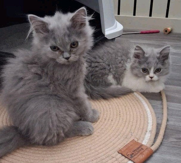 Nestje met nog 2  lieve Britten te koop, Dieren en Toebehoren, Katten en Kittens | Raskatten | Korthaar, Meerdere dieren, Met stamboom