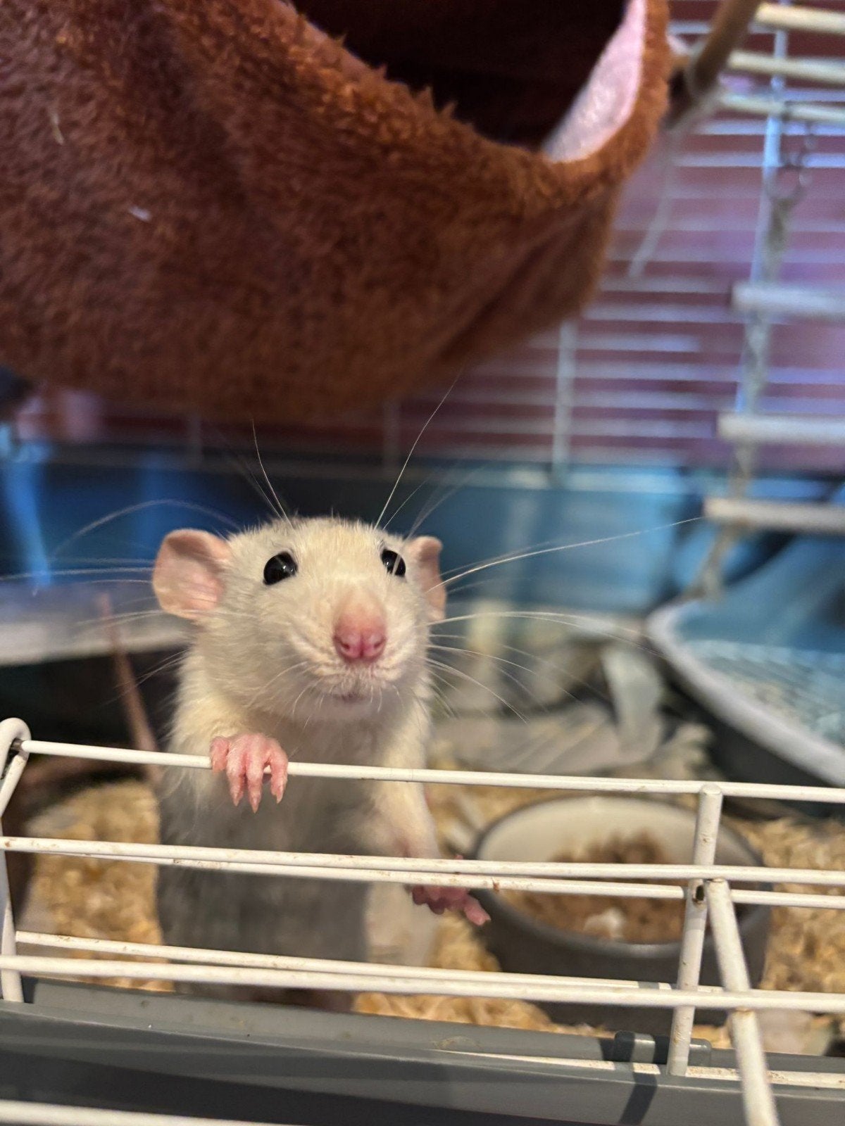 Goed thuis gezocht tamme rat vrouwtje, Dieren en Toebehoren, Knaagdieren, Rat, Vrouwelijk, Januari, Tam
