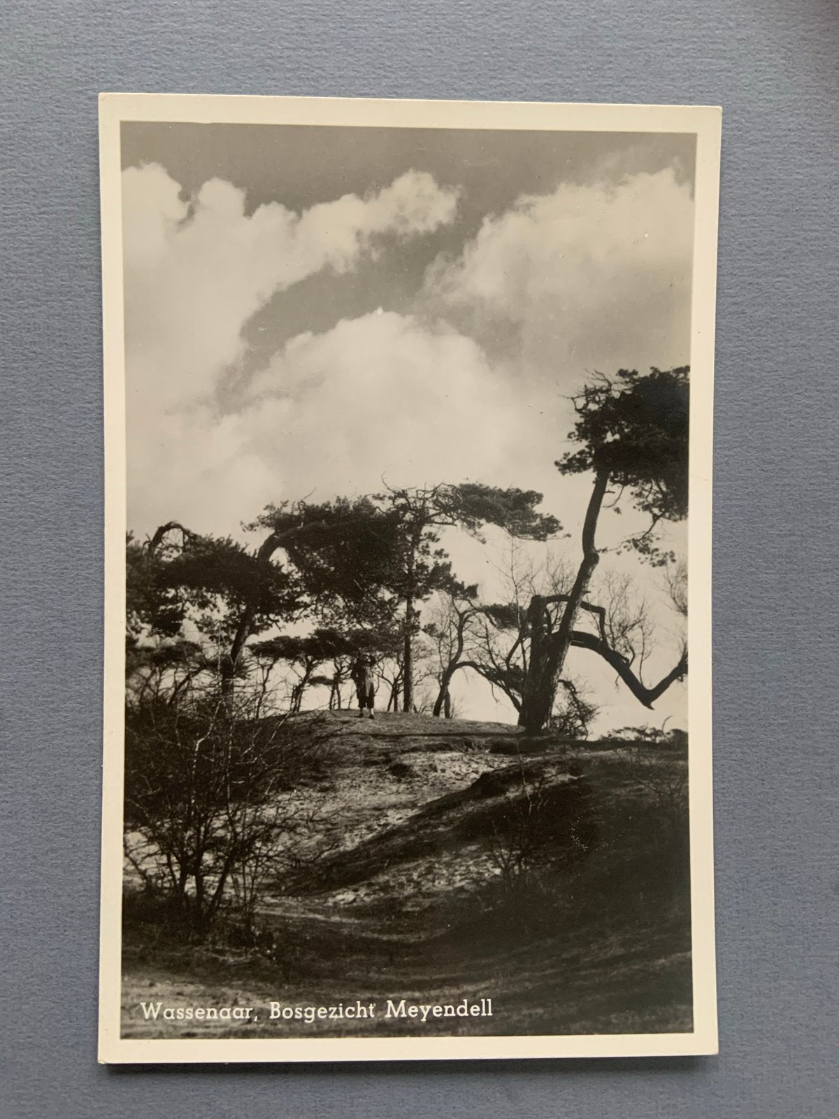 Kaart Wassenaar, Bosgezicht Meyendell 1951, Verzenden, 1940 tot 1960, Gelopen, Zuid-Holland