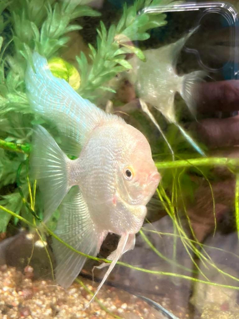 Pinoy Pairaba pearlscale sluier Platinum white, Vis, Zoetwatervis, Schoolvis