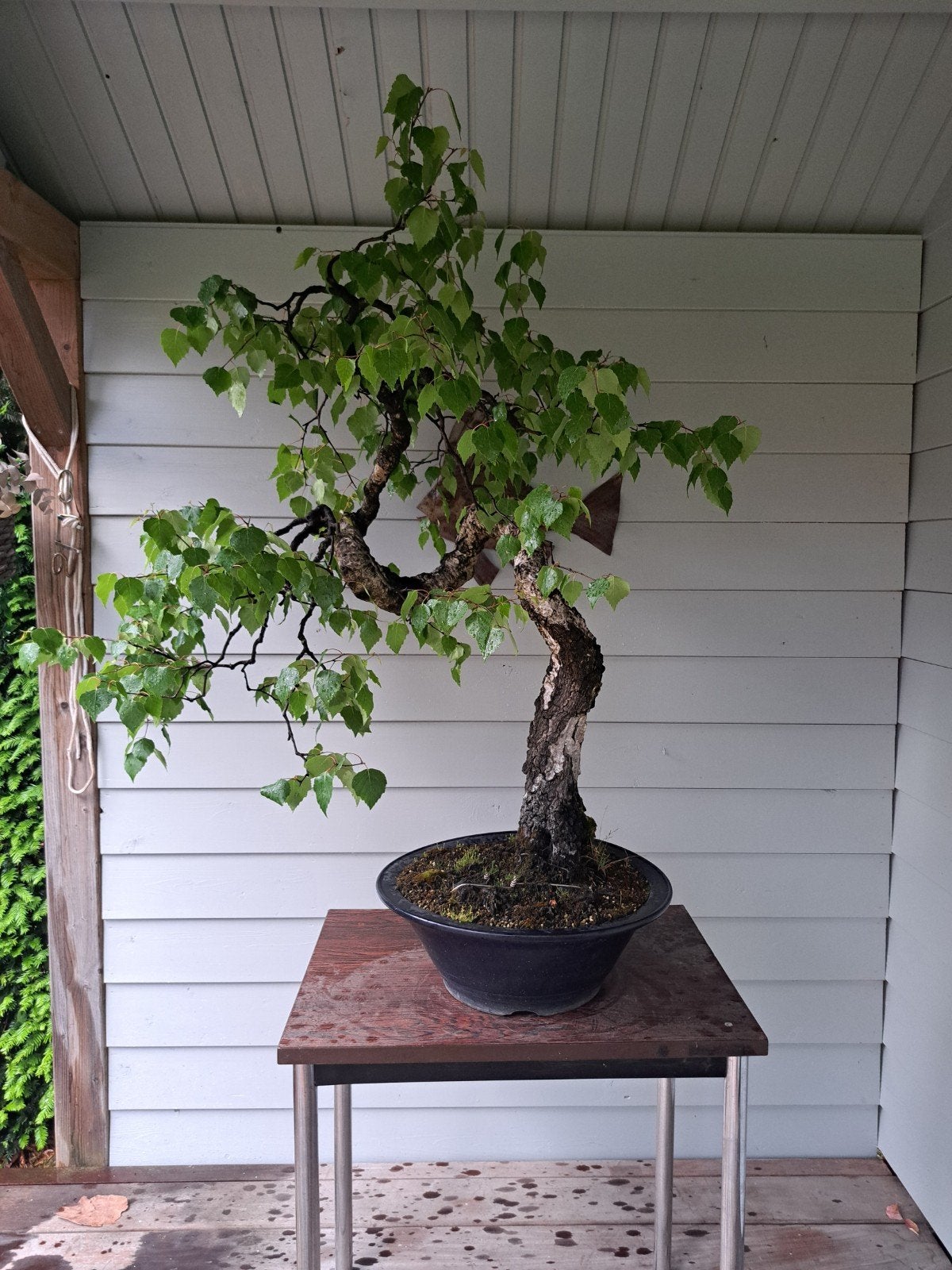 Bonsai Betula pendula, Ophalen, Bloeit niet, Halfschaduw, Overige soorten