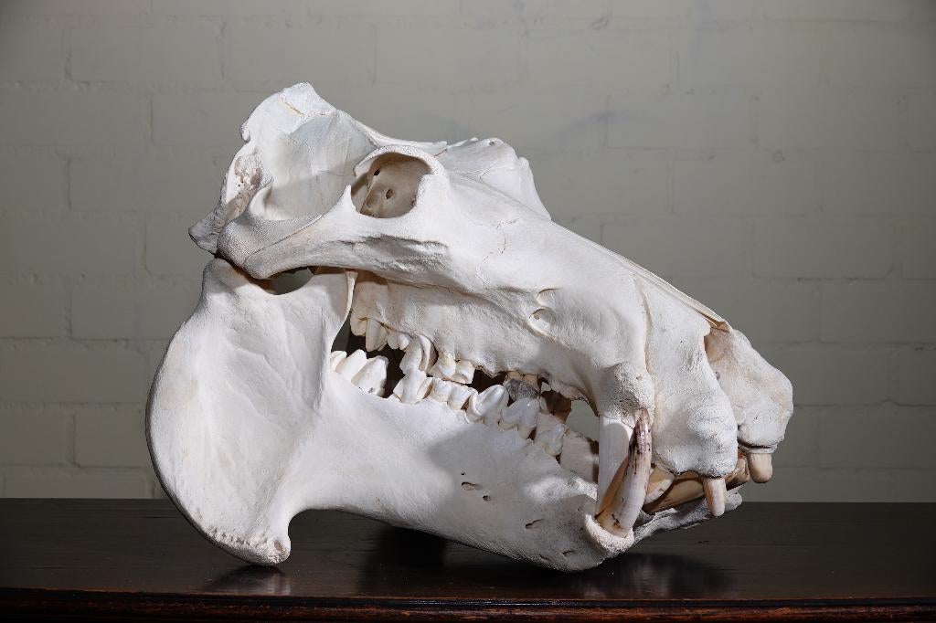 schedel nijlpaard skull hippo cites, Ophalen, Zo goed als nieuw, Hert, Gewei of Kop