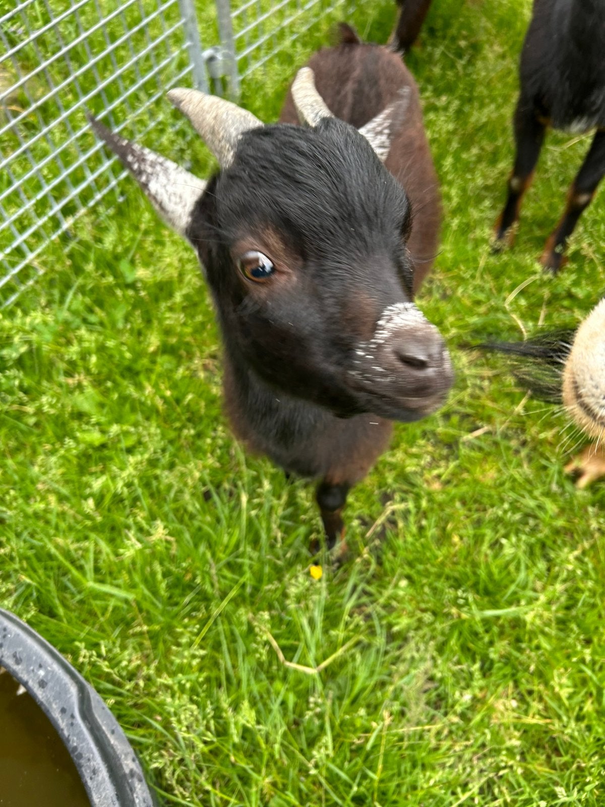 Dwerggeit bokje, Dieren en Toebehoren, Schapen, Geiten en Varkens, Mannelijk, Geit