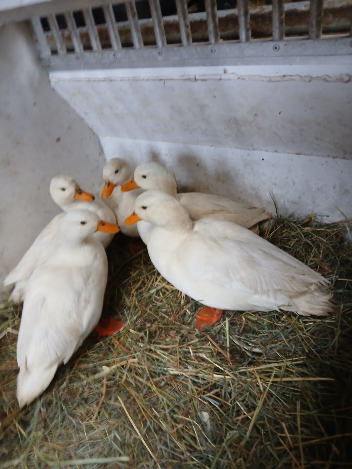 5 witte kwakers, Dieren en Toebehoren, Meerdere dieren, Eend
