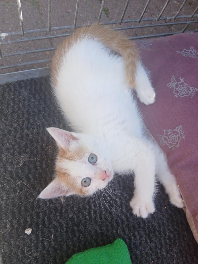 Mooie kittens (7 week oud) !GERESERVEERD!, Ophalen of Verzenden