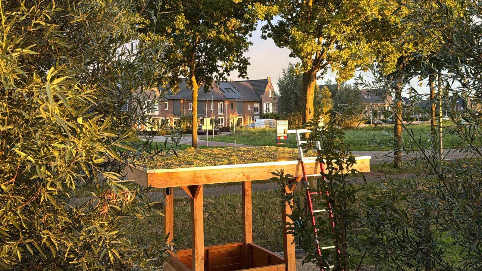 Sedum voor ook kleine projecten honden hok voederhuis etc, Ophalen of Verzenden, Overige soorten, Volle zon