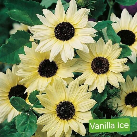 Vertakkende zonnebloem- Vanille Ice, Ophalen of Verzenden, Voorjaar, Volle zon, Zaad