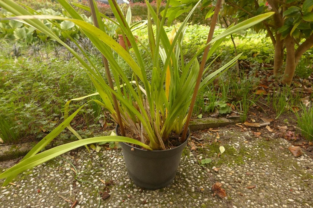 5 grote orchideeen, cymbidium en zygopetalum, Ophalen, Overige soorten, Halfschaduw, Minder dan 100 cm
