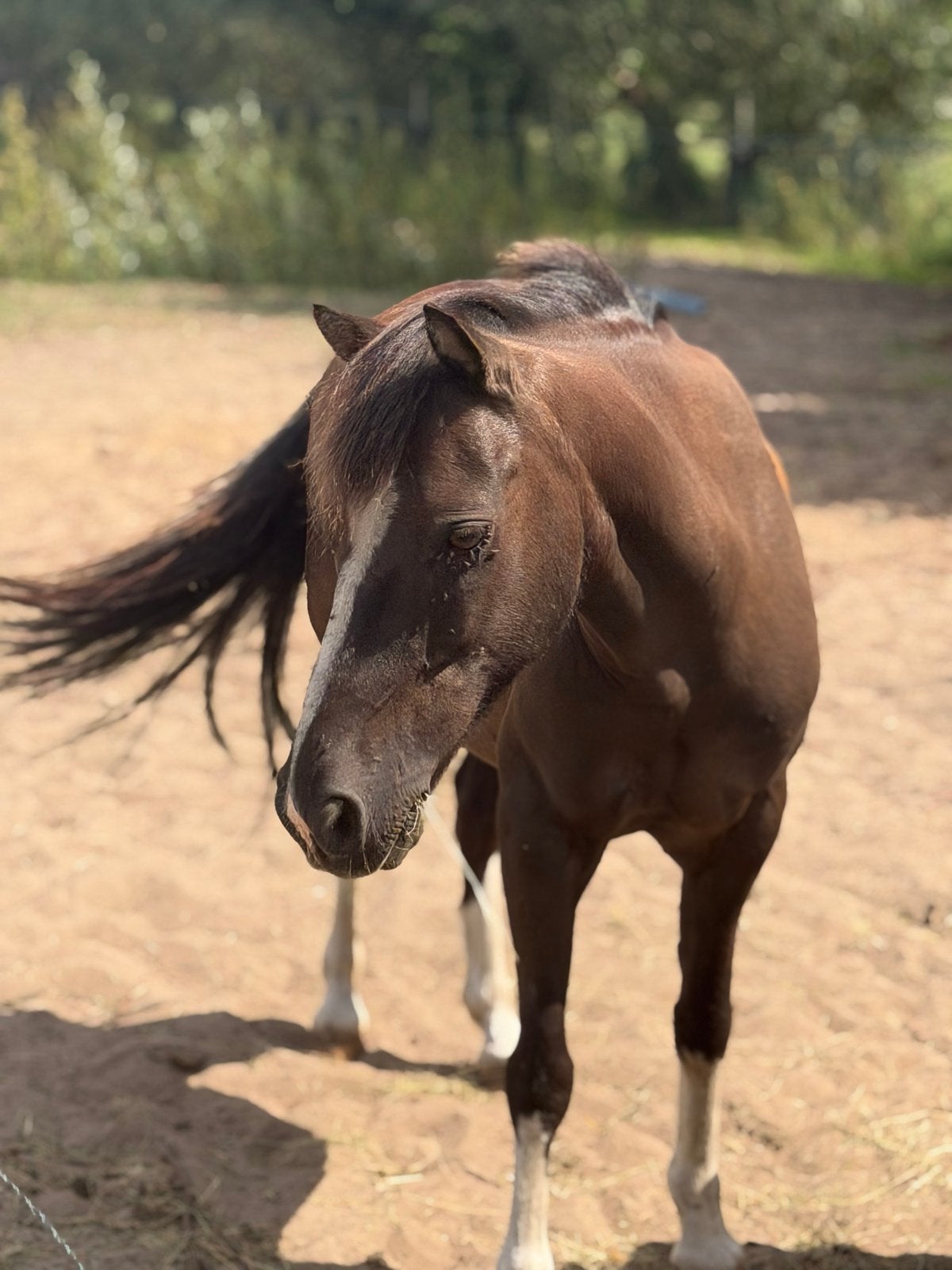 Gezocht brave ruin, Dieren en Toebehoren
