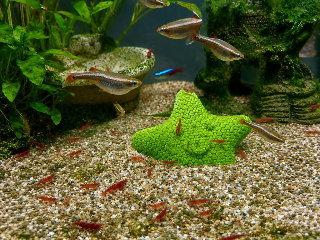 Rode Cherry Garnalen 10 voor €5 (neocaridina Davidi), Kreeft, Krab of Garnaal, Zoetwatervis, Schoolvis