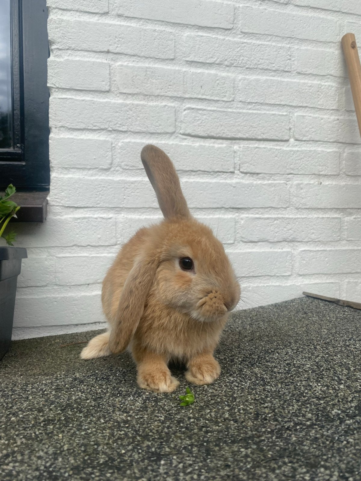 Konijntje te koop, Dieren en Toebehoren, Konijnen, Mannelijk, Dwerg