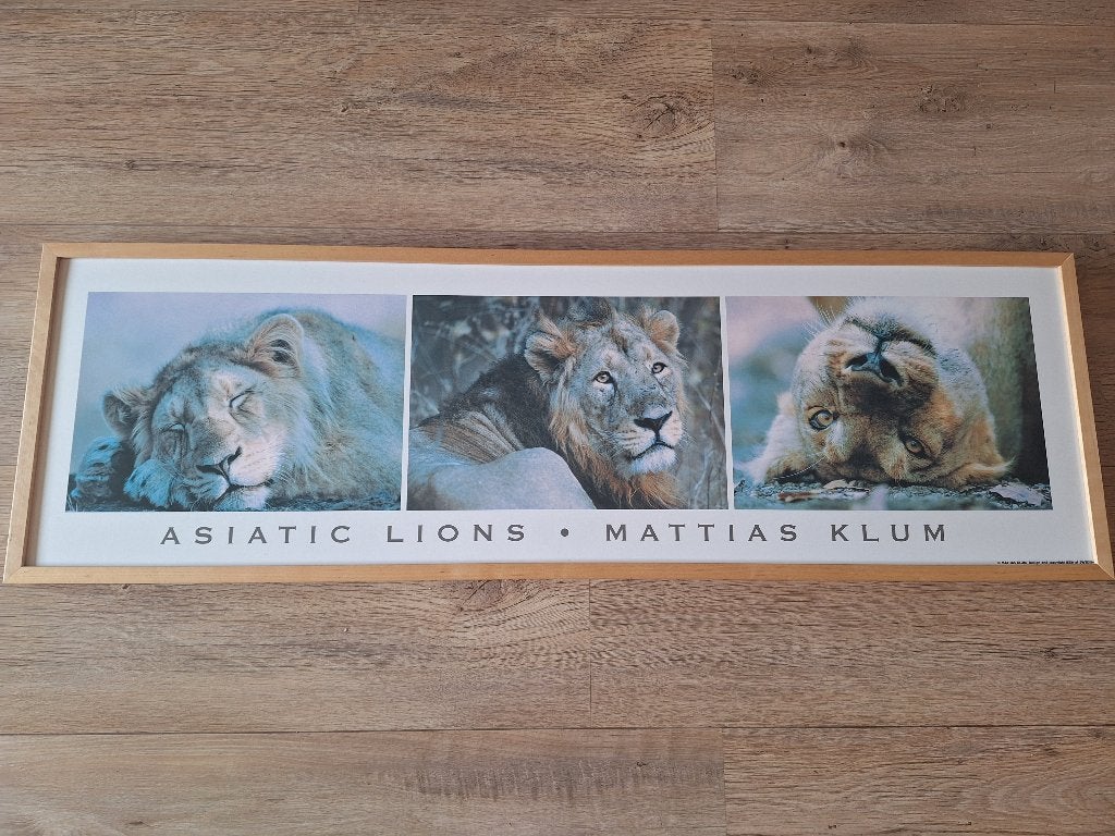 Houten lijst met drie leeuwen 115/37 cm., Ophalen, Zo goed als nieuw
