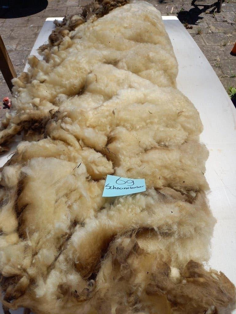 nr 69 Geschoren vacht van Schoonebeker heideschaap - wol, Ophalen of Verzenden, Nieuw