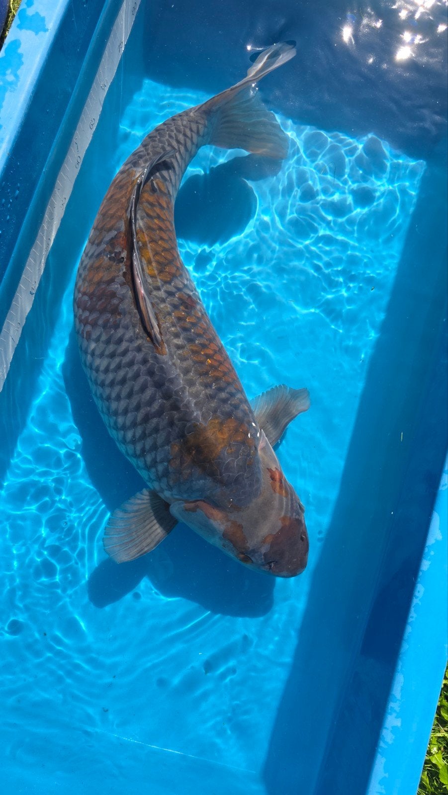 zeer brede unieke three colour ochiba, Dieren en Toebehoren, Karper of Koi