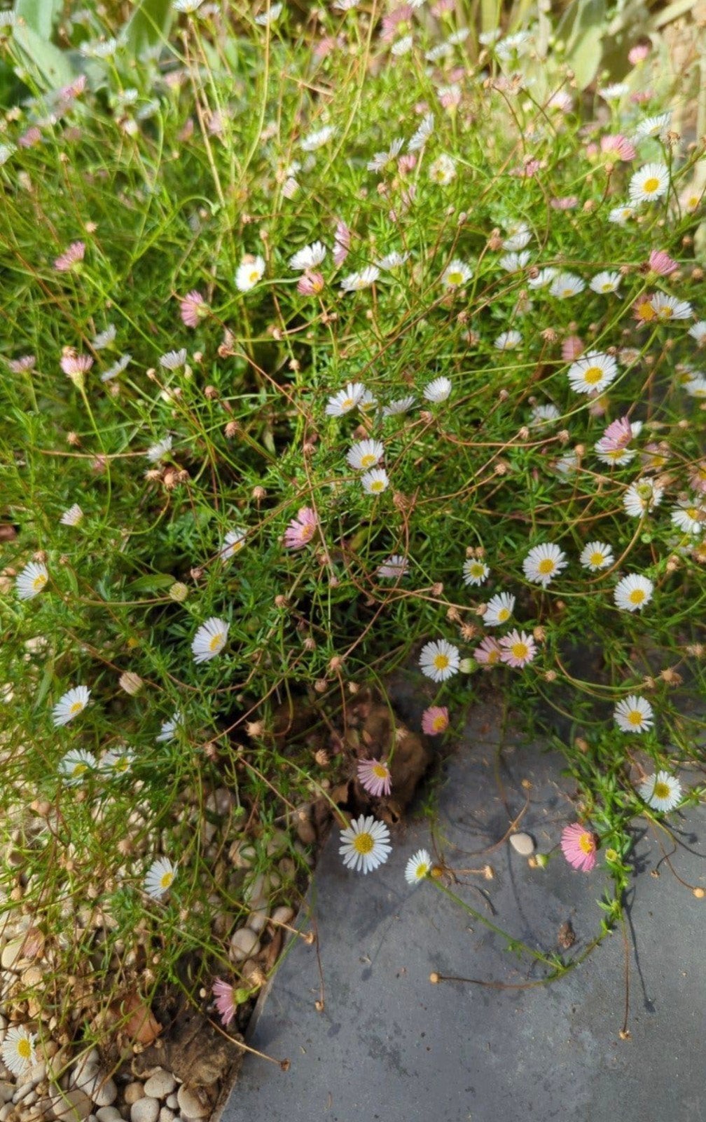 Erigeron karvinskianus - Mexicaanse Madeliefje, Ophalen, Halfschaduw