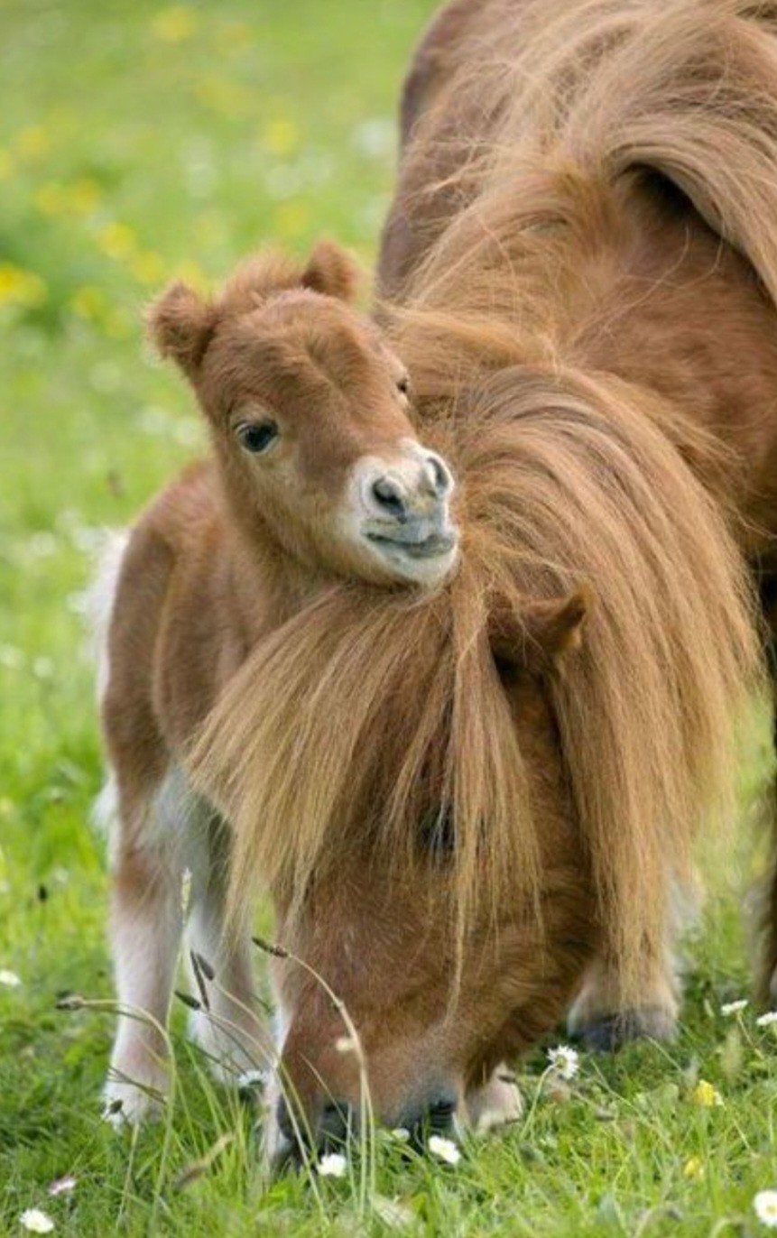 wormonderzoek bij paarden en pony's, Dieren en Toebehoren, Ophalen of Verzenden