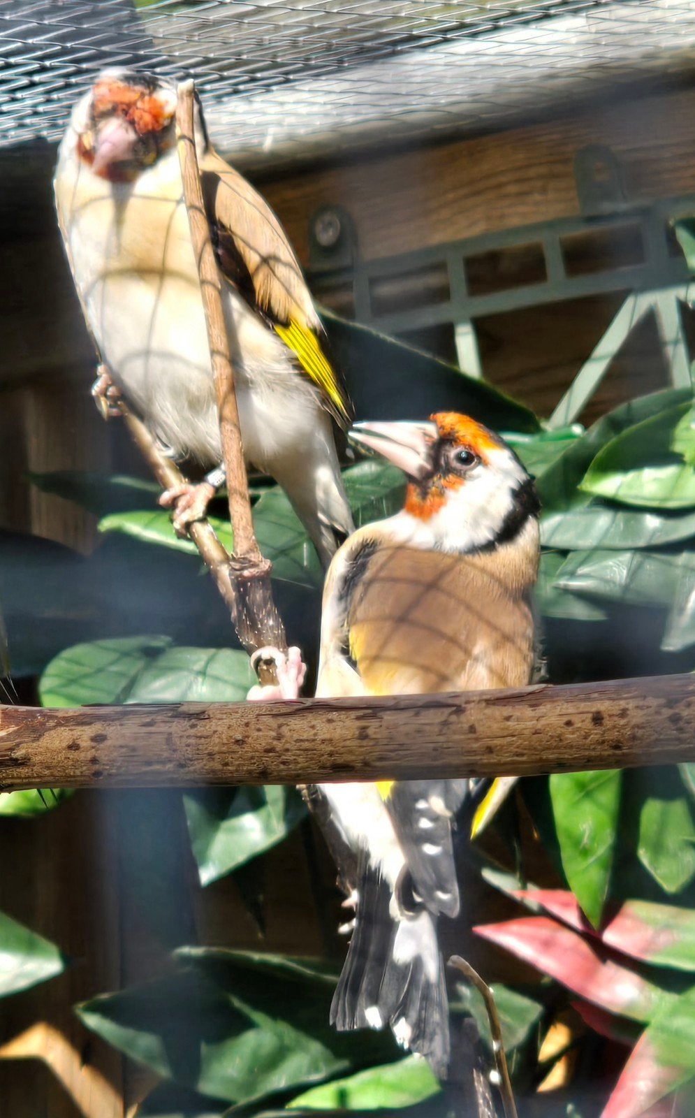 Koppel major putters, Meerdere dieren, Wildzangvogel, Geringd
