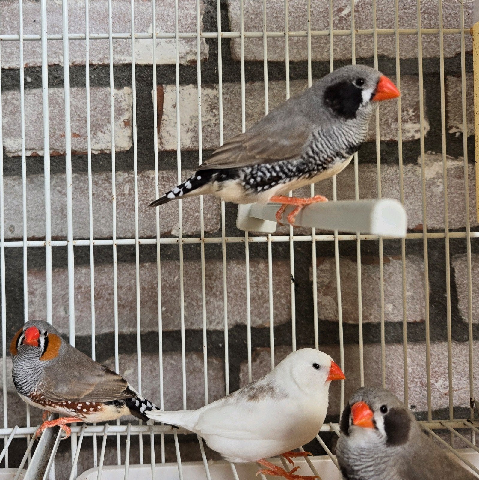 Zebravink mannen, Mannelijk, Tropenvogel