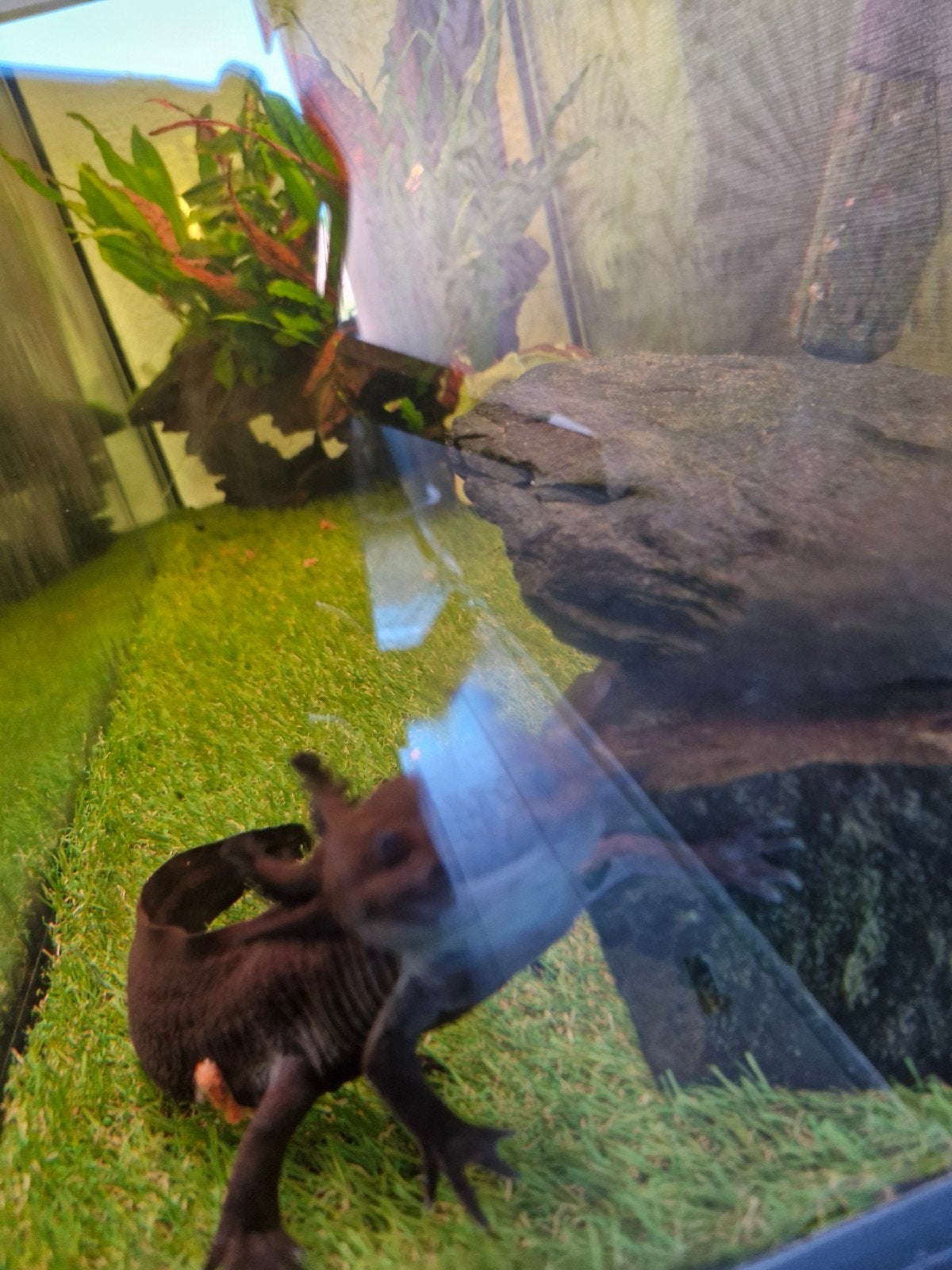2 axelothls inclusief aquarium, Ophalen, Leeg aquarium