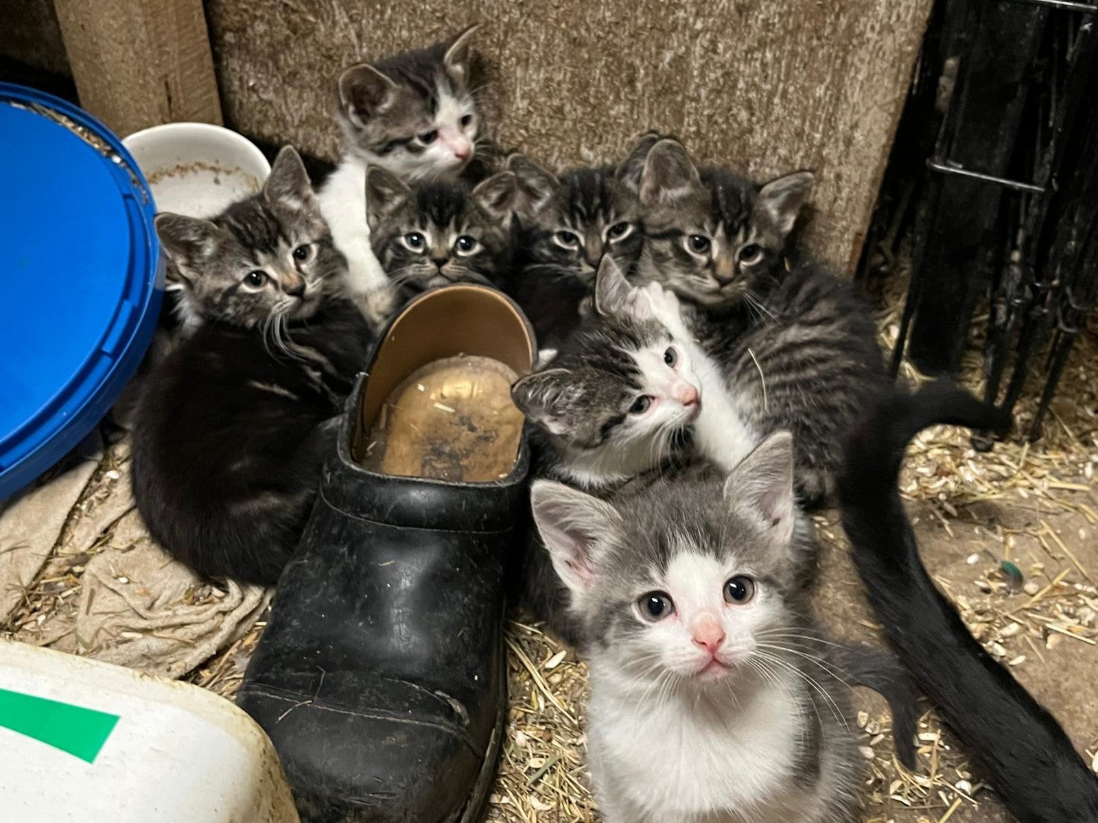 Boerderijkittens te koop!, Meerdere dieren, Kortharig, 0 tot 2 jaar