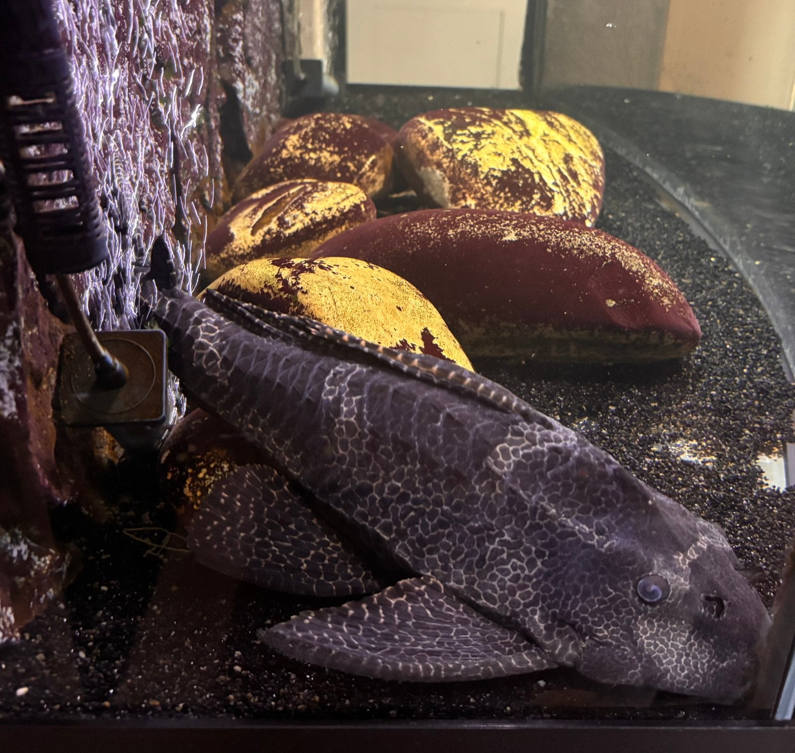 2 aquarium vissen vanwegen opruimen aquarium, Vis