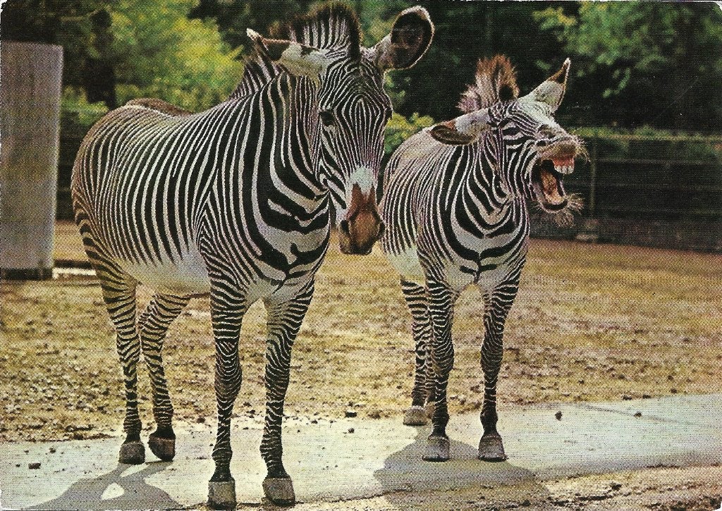 Ansichtkaart  	Zebra	met veulen, Verzamelen, Ophalen of Verzenden, 1960 tot 1980, Gelopen, Paard