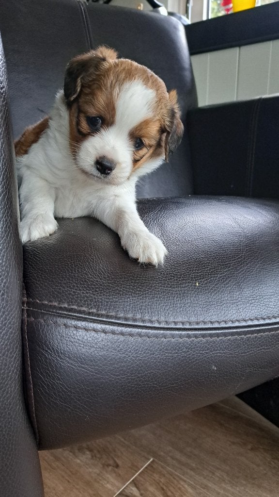 Prachtige kooiker pups, Dieren en Toebehoren, Nederland, Overige rassen, CDV (hondenziekte), 8 tot 15 weken