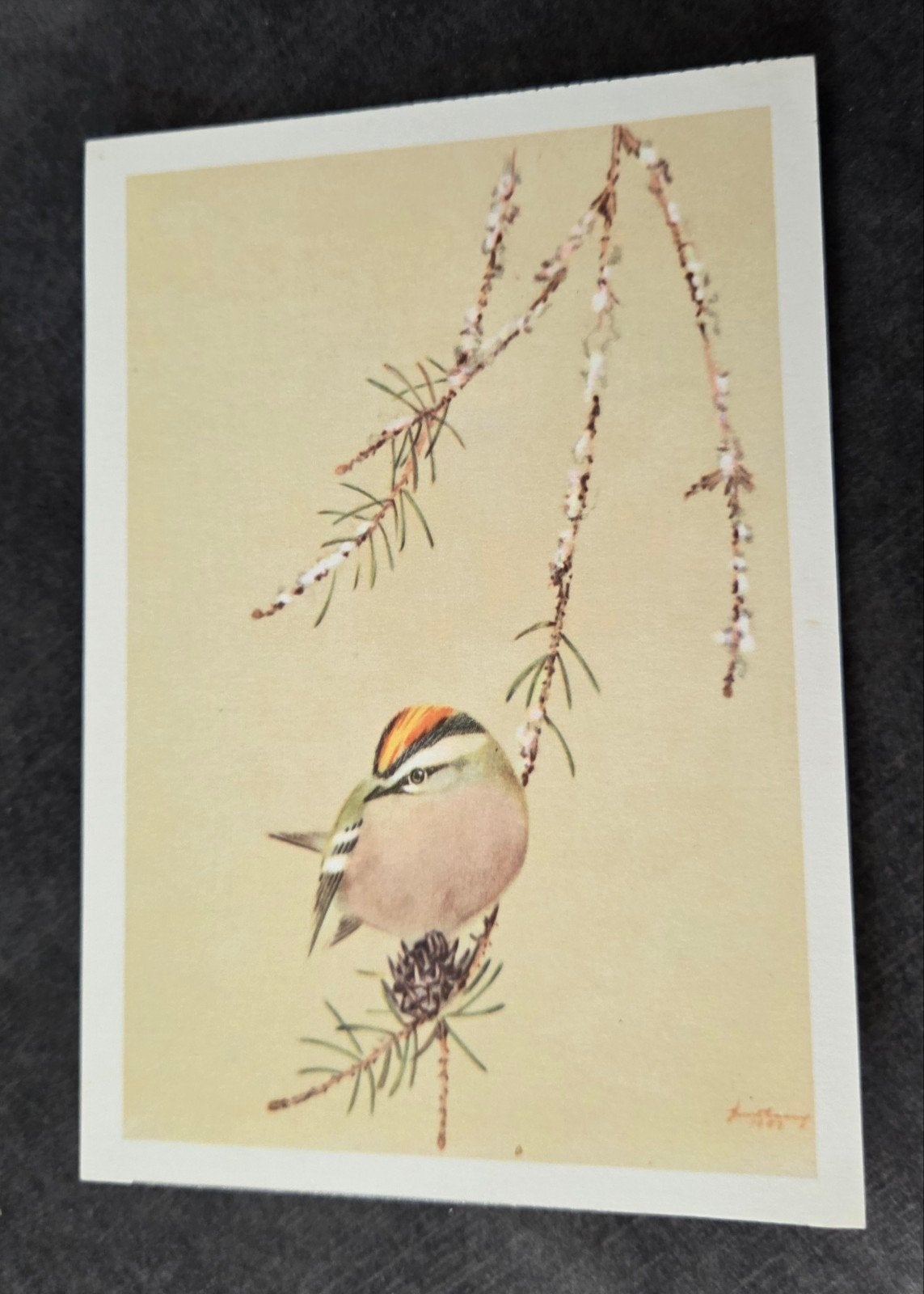 Goudhaantje - Hans Lang, Innsbruck, Verzamelen, Ansichtkaarten | Dieren, Verzenden, 1960 tot 1980, Ongelopen, Vogel
