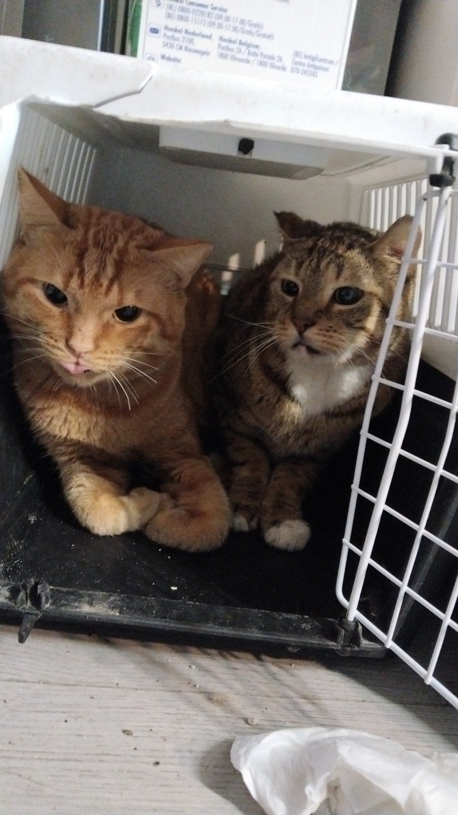 ze zijn 24 july 2026 de kittens geboren, Dieren en Toebehoren, Geslacht onbekend, Kortharig, 0 tot 2 jaar