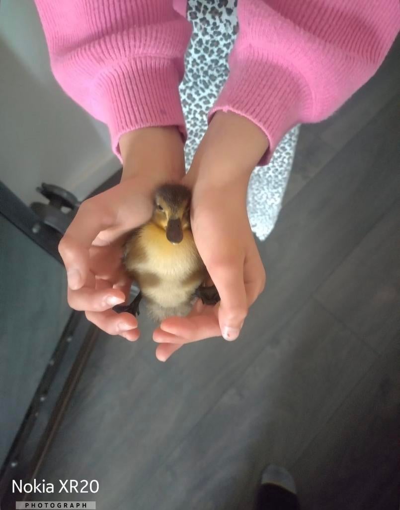 Ik neem u kuikens graag over, Dieren en Toebehoren, Ophalen of Verzenden, Drinken en Voederen